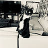 Panda a rejoint le concours — aidez-le/la à gagner de superbes lots ! cat, black_and_white, living_room, couch, plant, television, sofa, curious, pet, indoor, home, furniture, decor, net, curtains, table, cozy, monochrome, animal, relaxed
