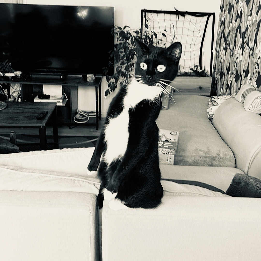 Panda a rejoint le concours — aidez-le/la à gagner de superbes lots ! cat, black_and_white, living_room, couch, plant, television, sofa, curious, pet, indoor, home, furniture, decor, net, curtains, table, cozy, monochrome, animal, relaxed