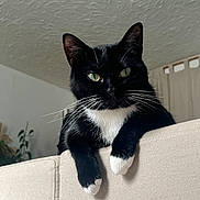 Panda a rejoint le concours — aidez-le/la à gagner de superbes lots ! cat, tuxedo_cat, indoor, furniture, couch, black_and_white, whiskers, green_eyes, pet, relaxed, animal, mammal, paw, curtains, ceiling, home, cozy, portrait, looking_at_camera, close_up