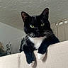 cat, tuxedo_cat, indoor, furniture, couch, black_and_white, whiskers, green_eyes, pet, relaxed, animal, mammal, paw, curtains, ceiling, home, cozy, portrait, looking_at_camera, close_up
