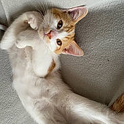 Simba participe au concours pour gagner de l'argent avec cette photo : cat, kitten, white, orange, fur, pet, cute, lying_down, relaxed, whiskers, ears, paws, indoor, soft, animal, mammal, young, playful, feline, resting