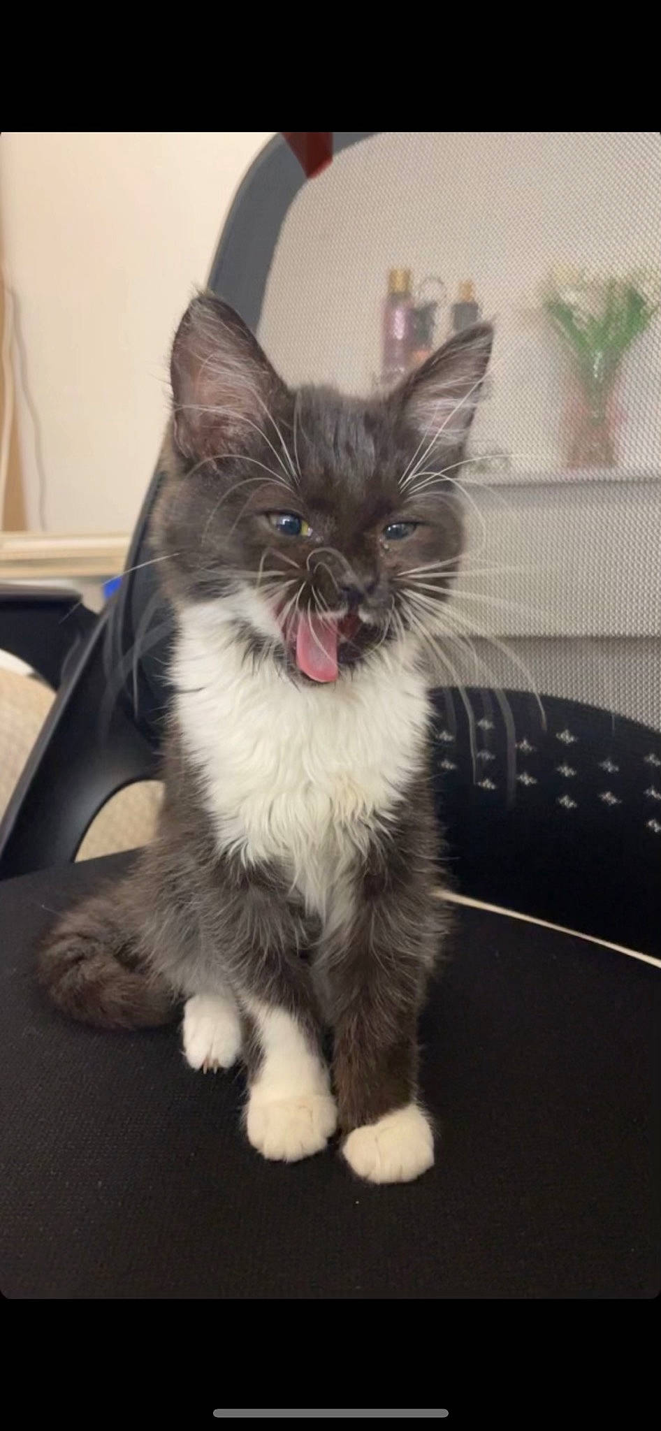 Freya participe au concours pour gagner de l'argent avec cette photo : carnivore, cat, claw, comfort, companion_dog, curtain, domestic_short_haired_cat, electric_blue, felidae, foot, fur, leg, paw, plant, sitting, small_to_medium_sized_cats, snout, tail, terrestrial_animal, whiskers