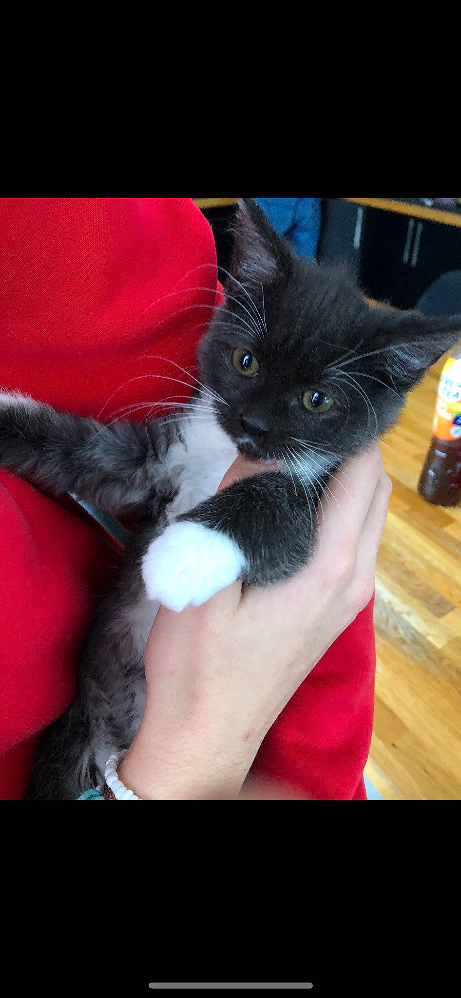 Freya a rejoint le concours — aidez-le/la à gagner de superbes lots ! black_cat, carnivore, cat, comfort, domestic_short_haired_cat, electric_blue, felidae, finger, foot, fur, gesture, hardwood, human_leg, lap, nail, paw, small_to_medium_sized_cats, tail, thigh, whiskers