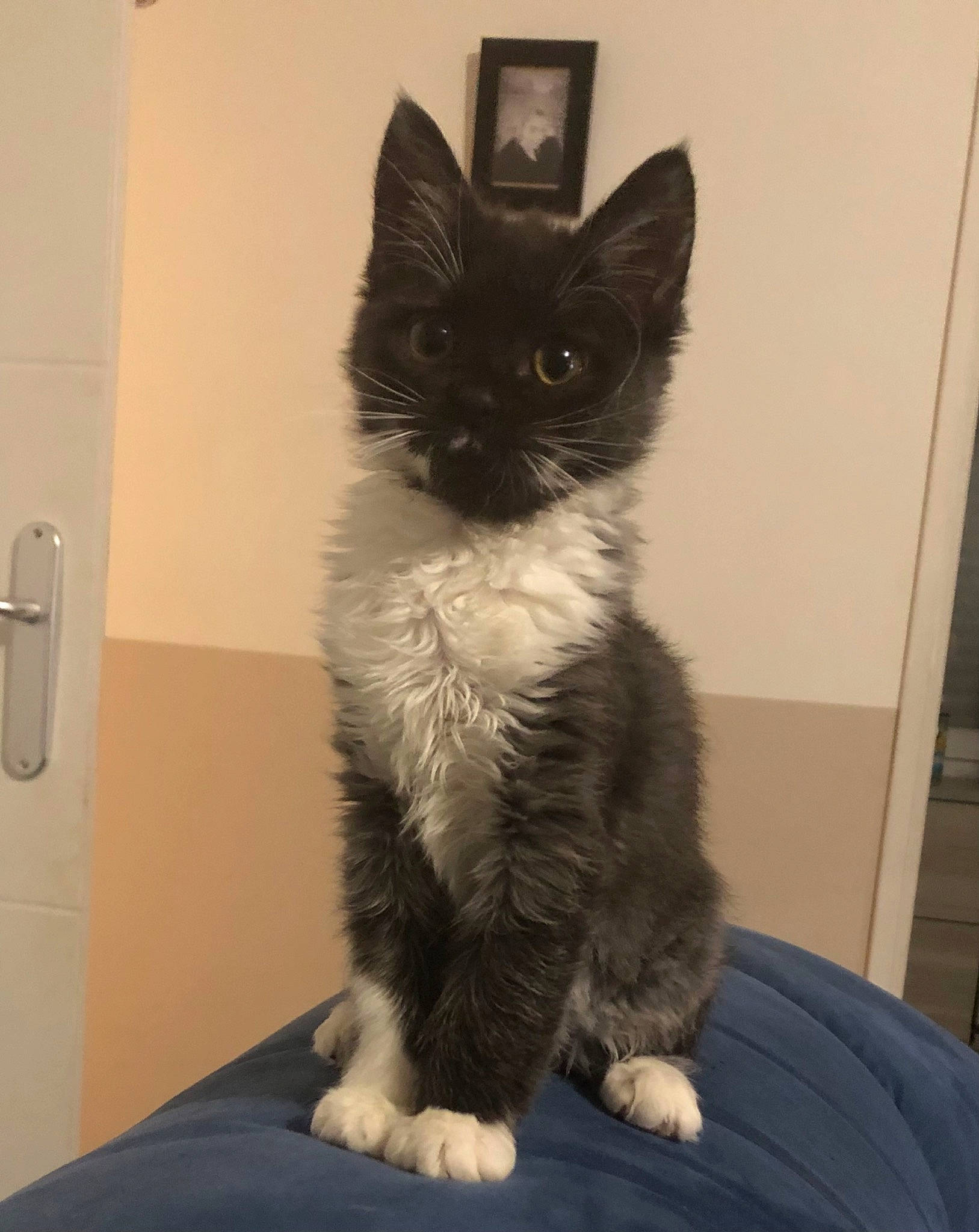 Freya participe au concours pour gagner de l'argent avec cette photo : black_cat, box, carnivore, cat, comfort, domestic_short_haired_cat, felidae, flooring, fur, human_body, human_leg, iris, leg, paw, sitting, small_to_medium_sized_cats, snout, tail, whiskers, window