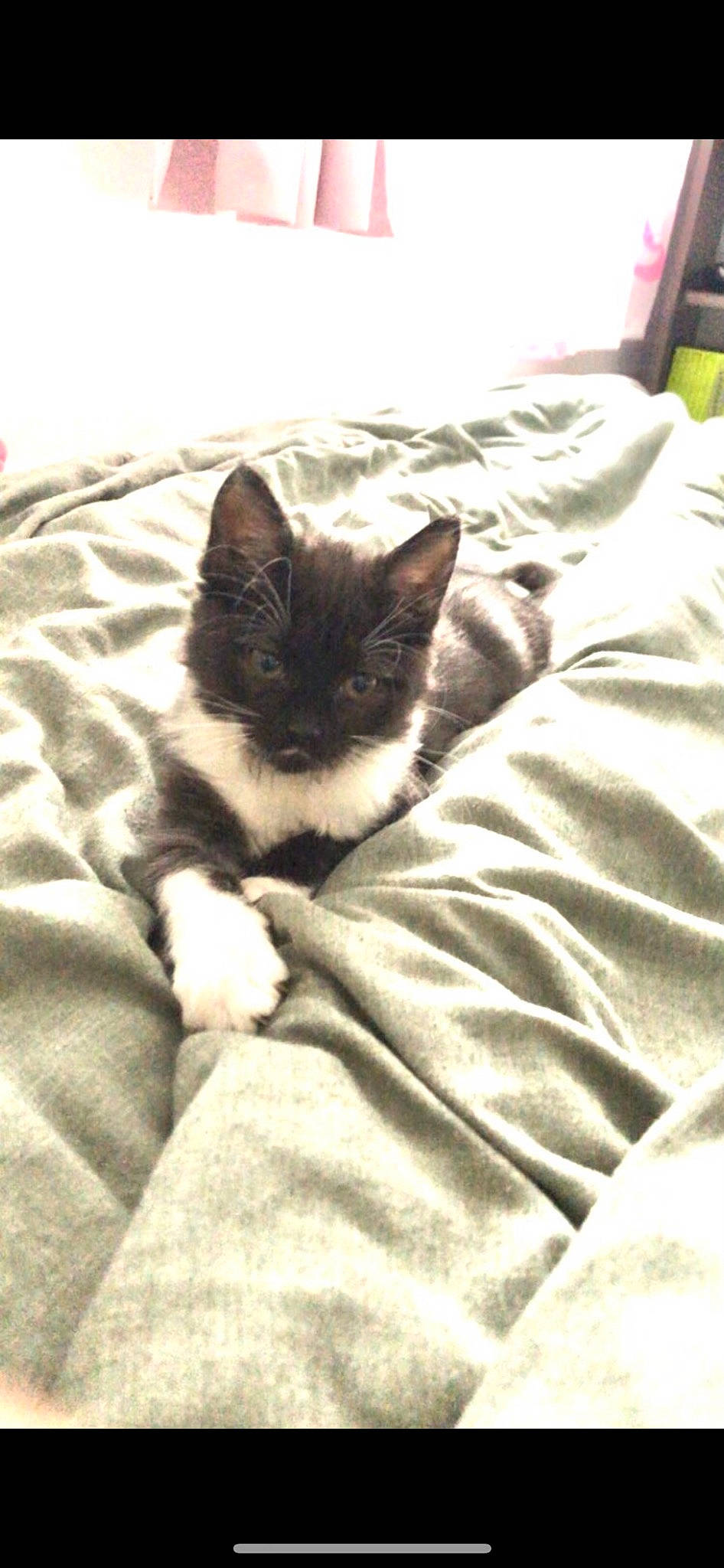 Freya a rejoint le concours — aidez-le/la à gagner de superbes lots ! bed, bed_sheet, bedding, bedroom, carnivore, cat, comfort, domestic_short_haired_cat, duvet, felidae, fur, grey, linens, nap, pattern, small_to_medium_sized_cats, tail, tints_and_shades, whiskers, wood