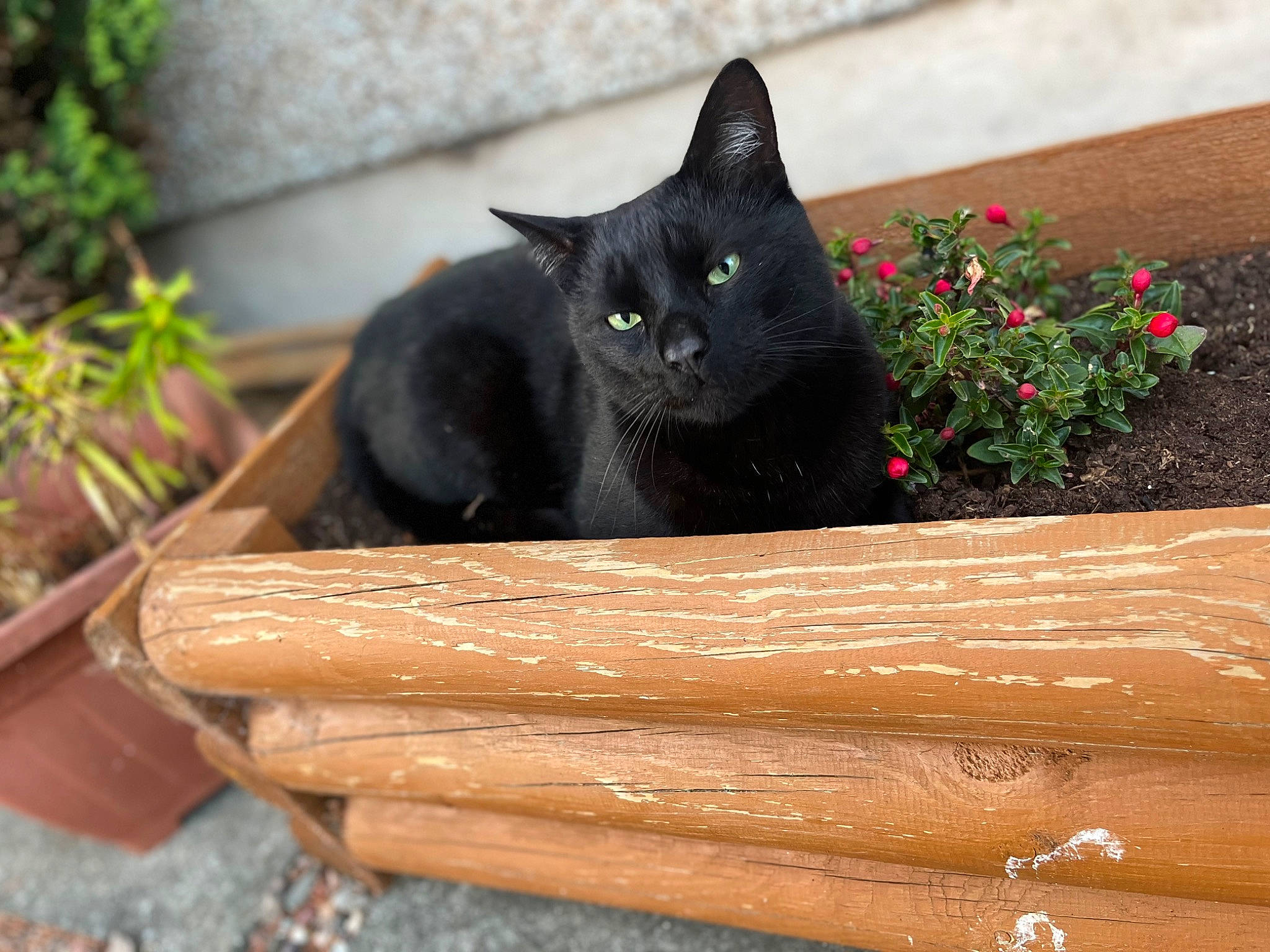 Milo joined the competition — help win amazing prizes! black_cat, bombay, carnivore, cat, domestic_short_haired_cat, felidae, flower, flowerpot, fur, grass, groundcover, hardwood, houseplant, plant, rectangle, small_to_medium_sized_cats, tail, whiskers, wood, wood_stain