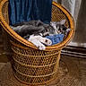 Apolon participe au concours pour gagner de l'argent avec cette photo : cat, wicker_chair, blanket, gray_cat, white_paws, resting, indoor, cozy, furniture, curtains, floor_tiles, home, pet, sleepy, relaxed, blue_blanket, woven_rug, domestic_animal, animal, quiet