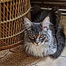 Apolon participe au concours pour gagner de l'argent avec cette photo : cat, long_hair, grey_cat, white_fur, pet, indoor, floor, wicker_basket, woven_mat, animal, feline, whiskers, ears, tail, eyes, curious, resting, home, domestic, close_up