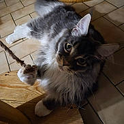 Apolon a rejoint le concours — aidez-le/la à gagner de superbes lots ! cat, pet, animal, playing, rope, fur, whiskers, floor, tile, wood, furniture, indoor, curious, paw, closeup, cute, domestic, mammal, resting, cozy