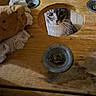 cat, wood, hole, metal, bolt, curious, feline, whiskers, closeup, peeking, texture, rustic, brown, indoor, animal, portrait, eyes, face, background, detail