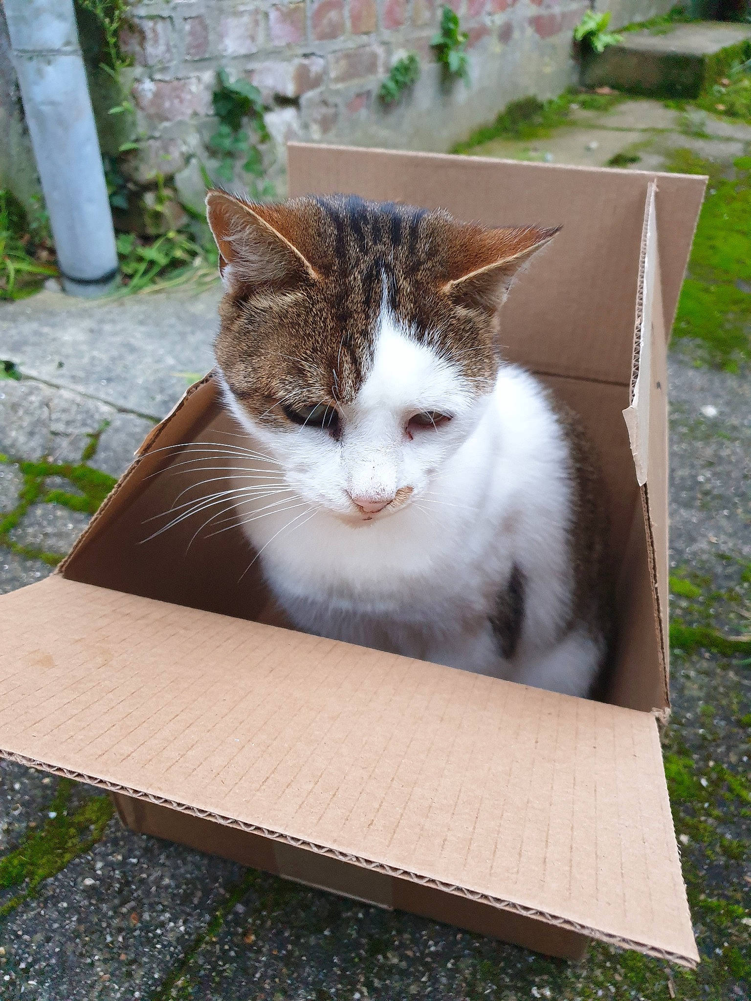 Junior participe au concours pour gagner de l'argent avec cette photo : aegean_cat, box, carnivore, cat, domestic_short_haired_cat, european_shorthair, fawn, felidae, kitten, small_to_medium_sized_cats, tabby_cat, whiskers