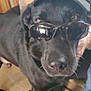 Bear is registered to the contest to win money with this photo: dog, black_dog, sunglasses, cap, harley_davidson, pet, indoor, floor, footwear, human_hand, animal, canine, closeup, portrait, cute, accessories, fashion, companion, domestic_animal, cool