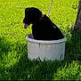 Bear joined the competition — help win amazing prizes! dog, black_dog, bucket, grass, tree, tongue_out, outdoor, pet, animal, sunlight, chain, collar, nature, greenery, canine, playful, summer, shade, metal_bowl, ground