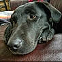 dog, black_dog, pet, resting, close_up, leather_couch, paw, sleepy, calm, indoor, furry, animal, snout, nose, ears, brown, relaxing, companion, domestic_animal, portrait