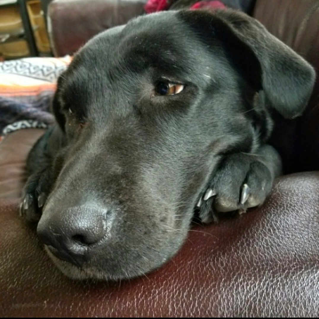Bear joined the competition — help win amazing prizes! animal, black_dog, brown, calm, close_up, companion, dog, domestic_animal, ears, furry, indoor, leather_couch, nose, paw, pet, portrait, relaxing, resting, sleepy, snout