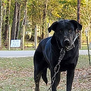Bear joined the competition — help win amazing prizes! dog, black_dog, chain, grass, leaves, outdoor, trees, road, sign, pet, animal, collar, nature, daylight, standing, looking, fur, ears, muzzle, expression