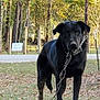 dog, black_dog, chain, grass, leaves, outdoor, trees, road, sign, pet, animal, collar, nature, daylight, standing, looking, fur, ears, muzzle, expression