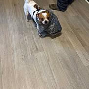 Samson is registered to the contest to win money with this photo: dog, small_dog, plastic_bag, floor, wooden_floor, indoor, pet, harness, legs, jeans, slippers, curious, standing, brown_and_white, domestic_animal, mischievous, household, companion, looking_up, playful