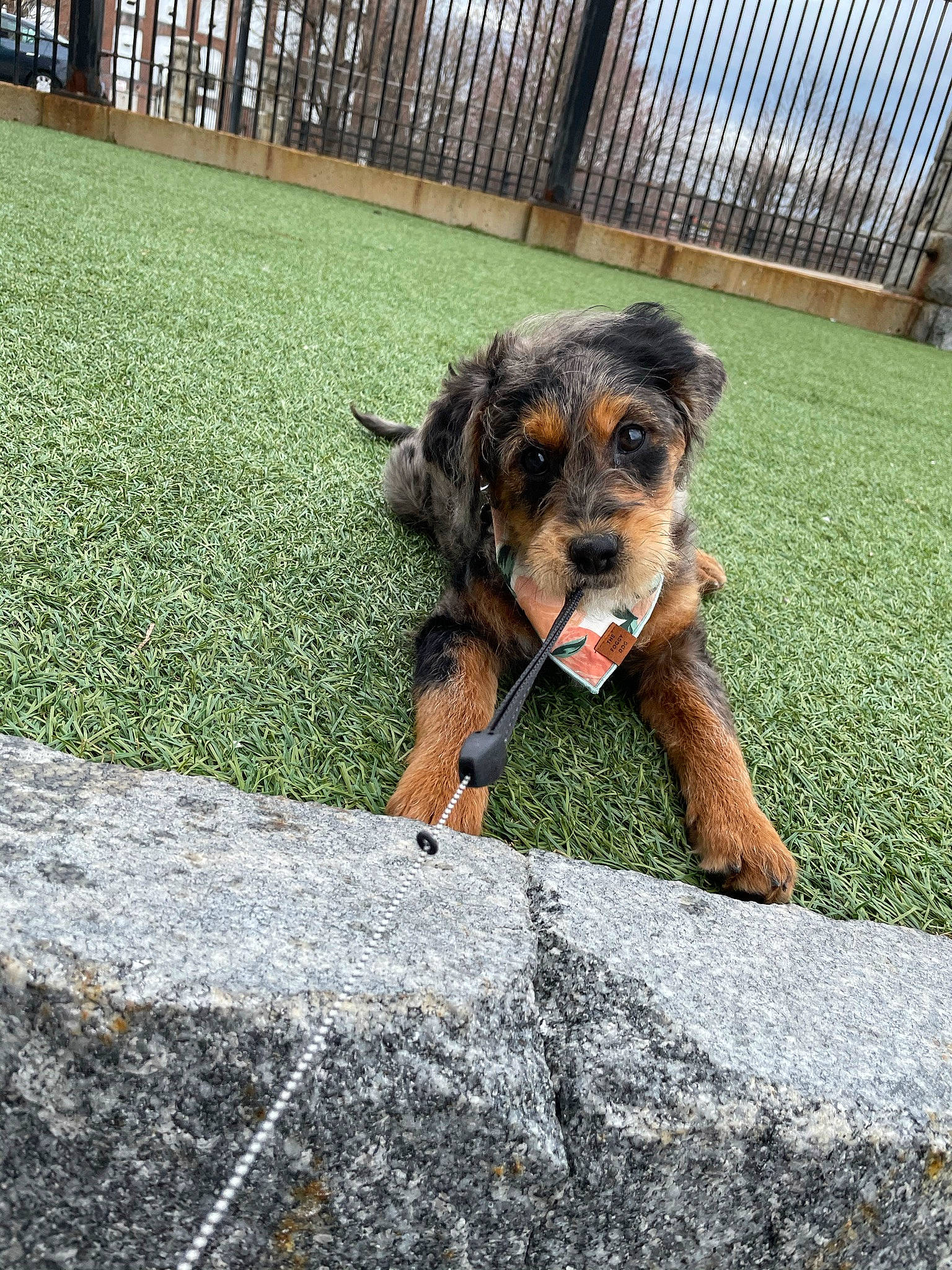 Bindi is registered to the contest to win money with this photo: canidae, carnivore, companion_dog, dog, dog_breed, dog_supply, fence, flooring, fur, grass, guard_dog, herding_dog, mesh, pet_supply, plant, shadow, snout, sporting_group, terrier, working_dog