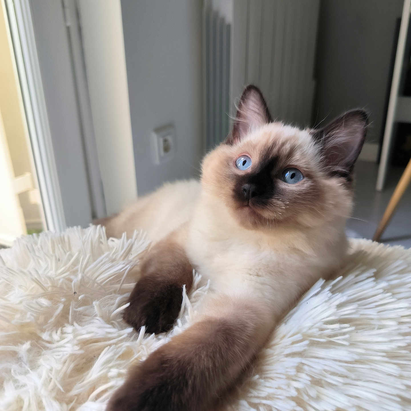 Charlie participe au concours pour gagner de l'argent avec cette photo : animal, blue_eyes, cat, cozy, curious, cushion, cute, domestic, feline, fluffy, fur, indoor, kitten, paw, pet, relaxed, resting, siamese, soft, whiskers