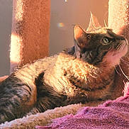 Lexi May joined the competition — help win amazing prizes! cat, tabby, sunlight, indoor, pet, cozy, feline, animal, resting, cat_tree, soft_texture, purple_blanket, whiskers, ears, relaxation, warm_light, domestic_cat, fur, side_view, comfort