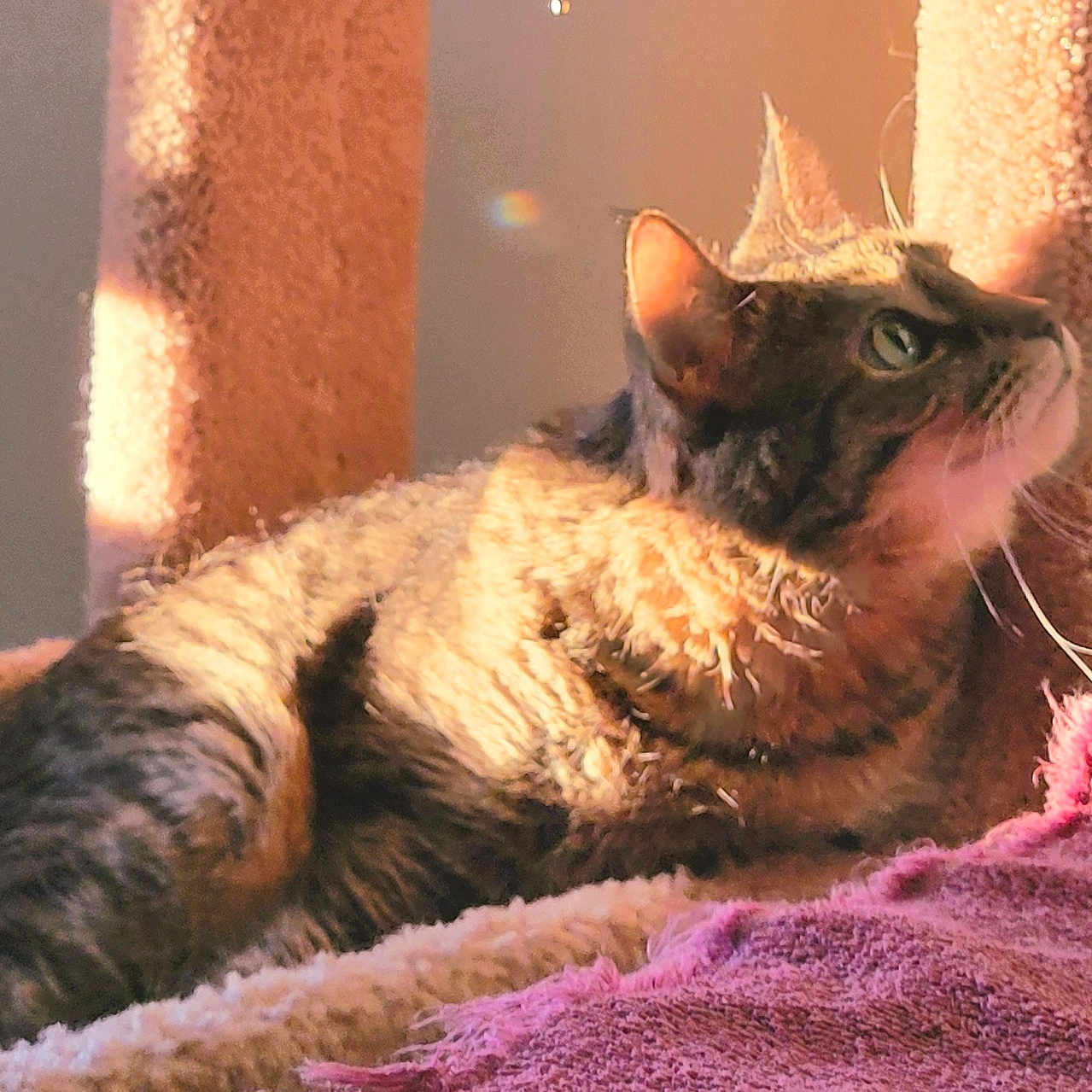 Lexi May joined the competition — help win amazing prizes! cat, tabby, sunlight, indoor, pet, cozy, feline, animal, resting, cat_tree, soft_texture, purple_blanket, whiskers, ears, relaxation, warm_light, domestic_cat, fur, side_view, comfort