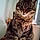 Catou
