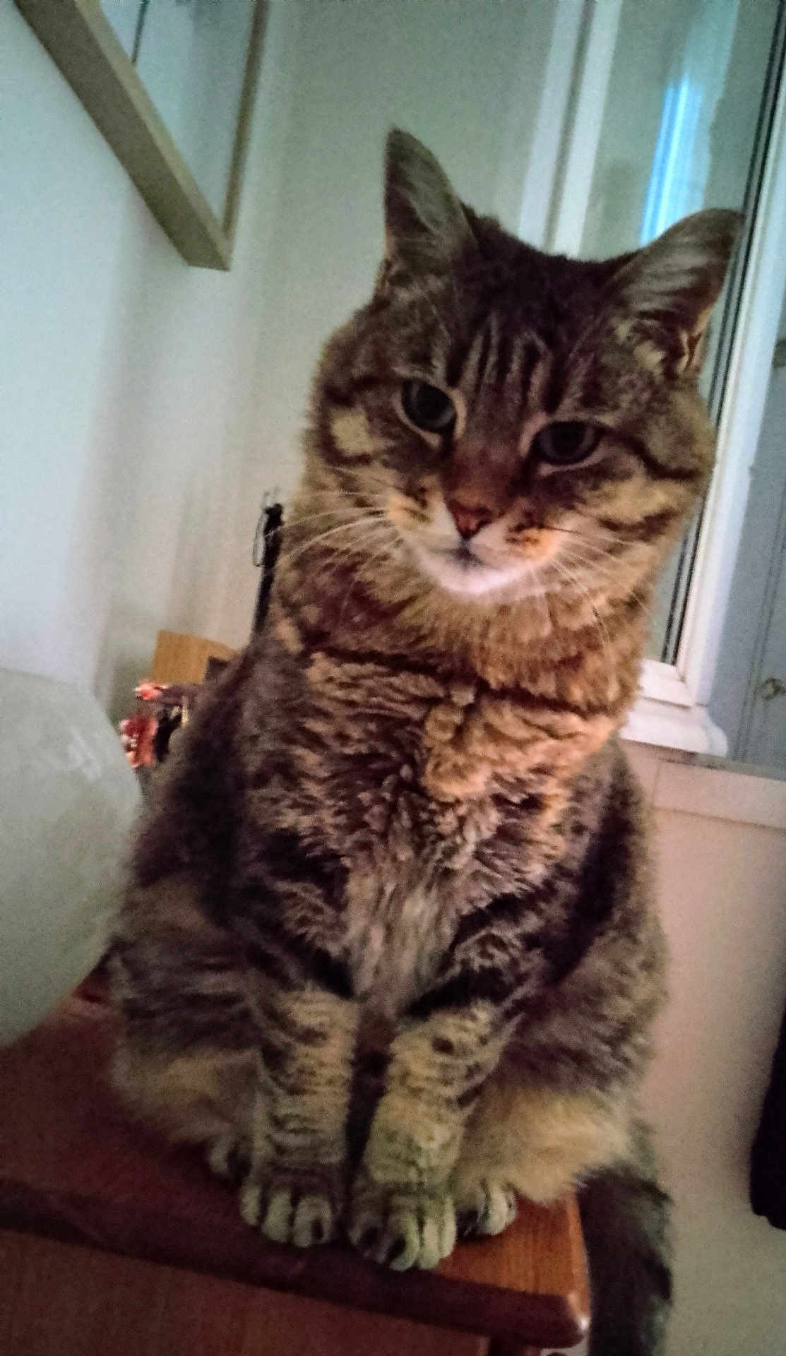 Catou