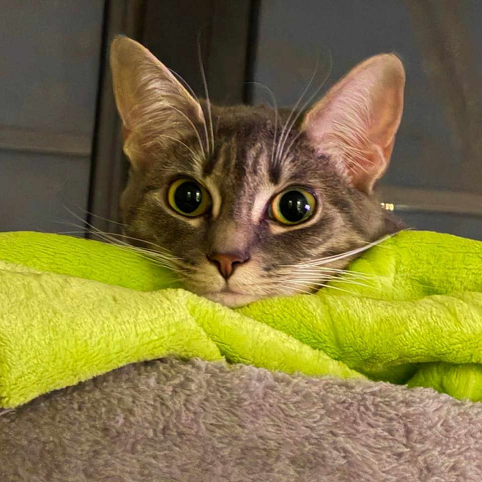 Mia