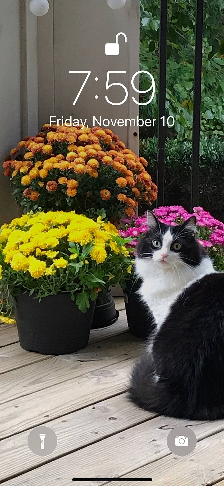 China is registered to the contest to win money with this photo: annual_plant, carnivore, cat, felidae, floristry, flower, garden, houseplant, perennial_plant, photo_caption, plant, small_to_medium_sized_cats, spring, whiskers