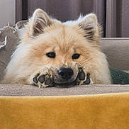 Nami participe au concours pour gagner de l'argent avec cette photo : dog, fluffy, paws, face, resting, couch, indoor, pet, fur, ears, nose, whiskers, home, cozy, curtains, cushion, animal, closeup, portrait, relaxed