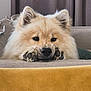 dog, fluffy, paws, face, resting, couch, indoor, pet, fur, ears, nose, whiskers, home, cozy, curtains, cushion, animal, closeup, portrait, relaxed
