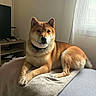 dog, shiba_inu, pet, canine, portrait, sitting, lying_down, indoors, living_room, blanket, couch, window, curtain, sunlight, collar, brown_fur, cream_fur, pointed_ears, black_nose, home_decor