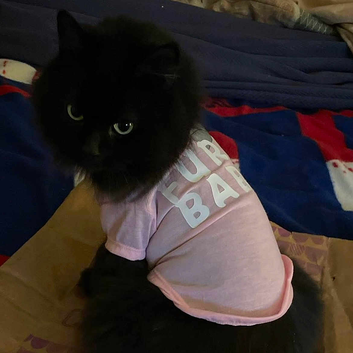 Dolly Jean is registered to the contest to win money with this photo: animal, bed, black_cat, blanket, cat, clothing, cozy, curious, cute, dark_fur, domestic_animal, feline, fur, household, indoor, looking_back, pet, pink_shirt, resting, soft_fur