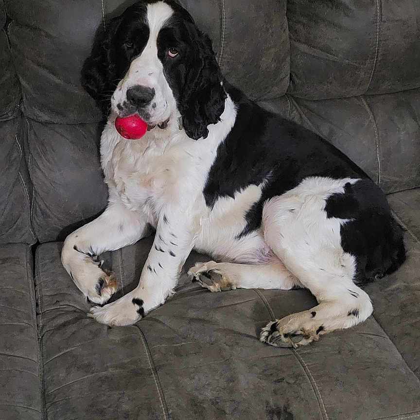Eddie is registered to the contest to win money with this photo: animal, architecture, building, canine, chair, cockerspaniel, couch, cushion, dog, furniture, homedecor, hound, indoors, interiordesign, livingroom, pet, pointer, puppy, room, slate