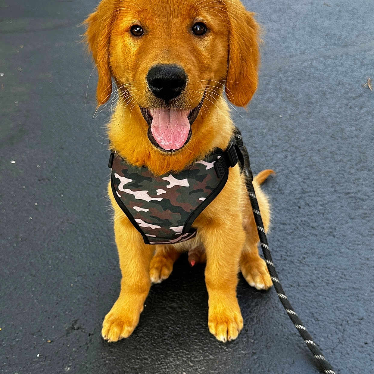 Dutton is registered to the contest to win money with this photo: accessories, airedale, animal, canine, dog, formalwear, goldenretriever, hound, jewelry, leash, necklace, path, pet, puppy, road, sidewalk, strap, tarmac, terrier, tie