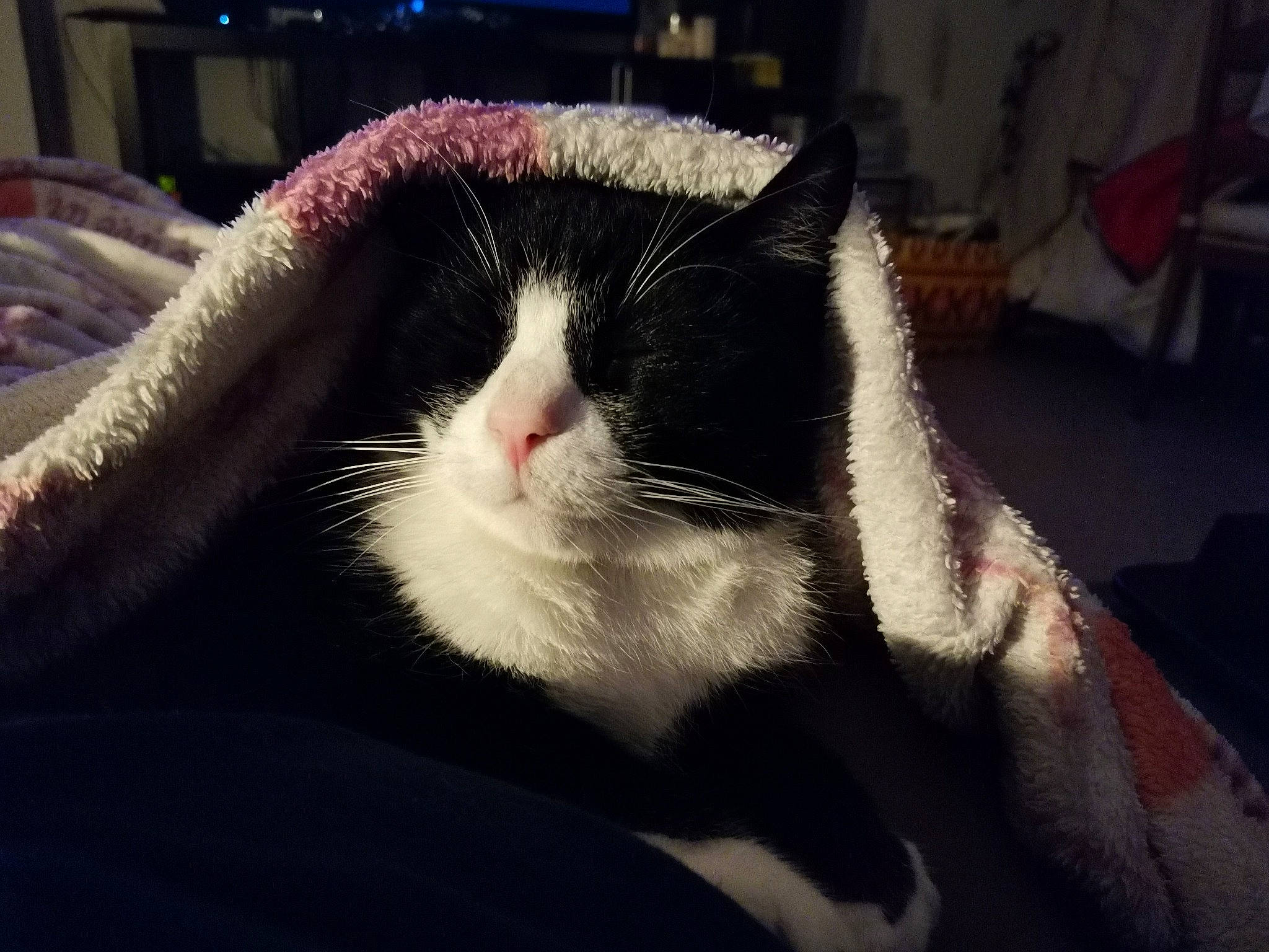 Calimero a rejoint le concours — aidez-le/la à gagner de superbes lots ! black_and_white, carnivore, cat, domestic_short_haired_cat, ear, eye, felidae, fur, sky, small_to_medium_sized_cats, snout, whiskers