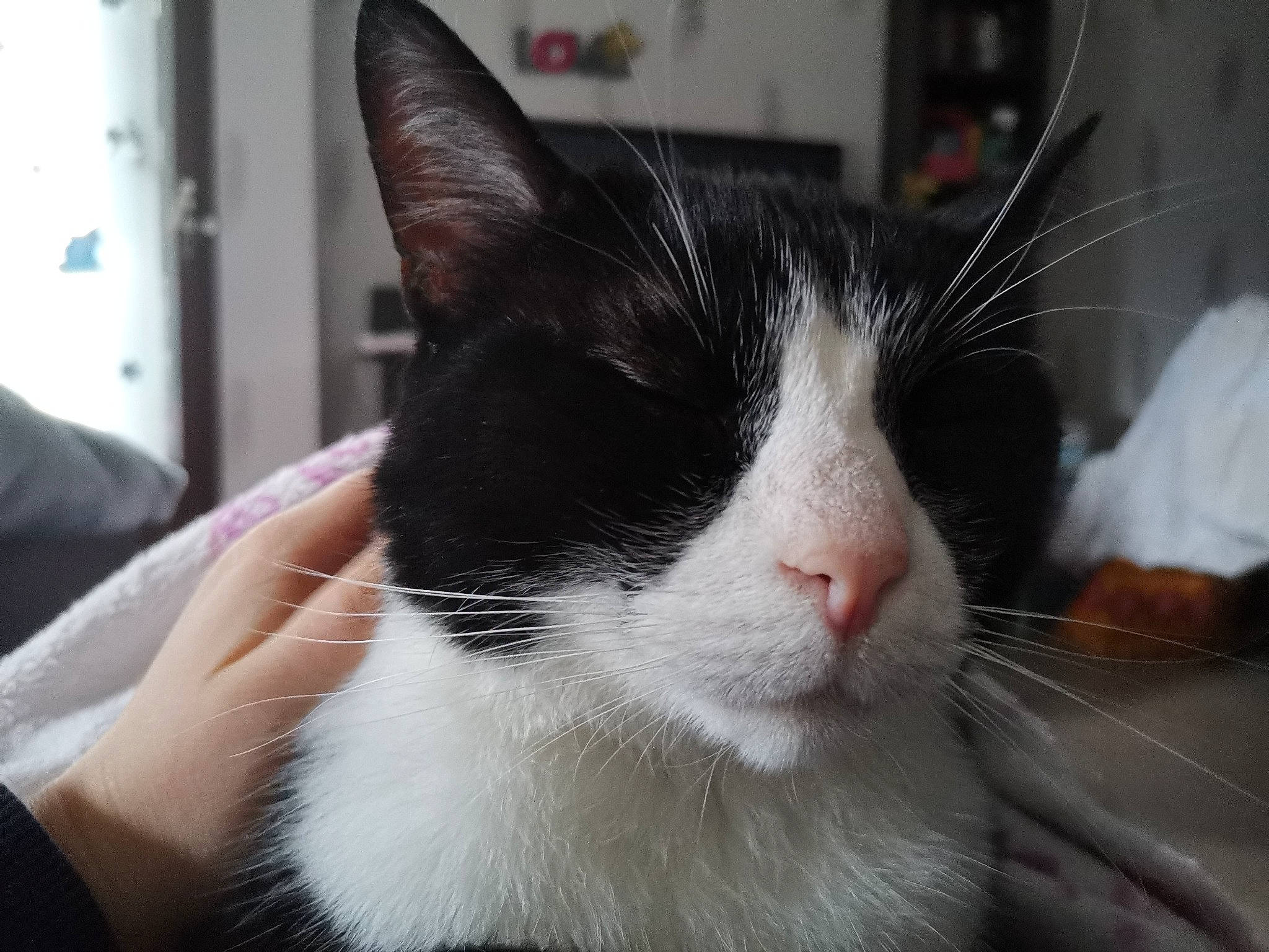 Calimero participe au concours pour gagner de l'argent avec cette photo : aegean_cat, american_wirehair, black_and_white, carnivore, cat, domestic_short_haired_cat, ear, eye, felidae, fur, japanese_bobtail, kitten, nose, polydactyl_cat, small_to_medium_sized_cats, snout, whiskers