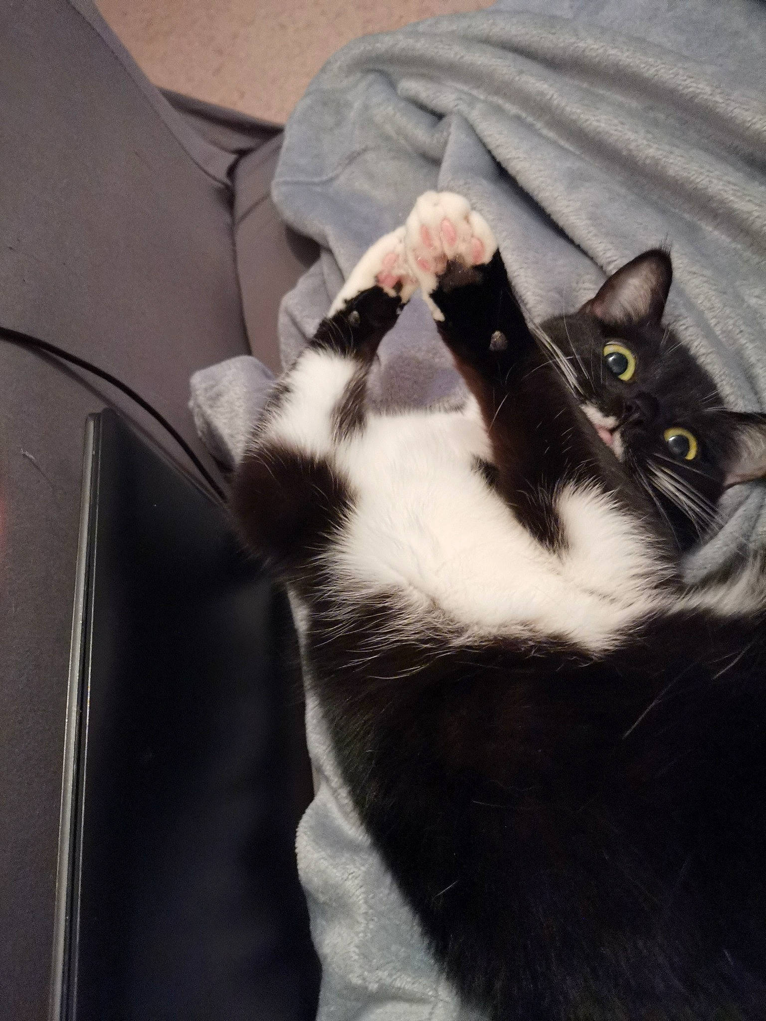 Noisette a rejoint le concours — aidez-le/la à gagner de superbes lots ! black_and_white, black_cat, carnivore, cat, claw, domestic_short_haired_cat, ear, european_shorthair, eye, felidae, fur, kitten, leg, polydactyl_cat, small_to_medium_sized_cats, tail, whiskers