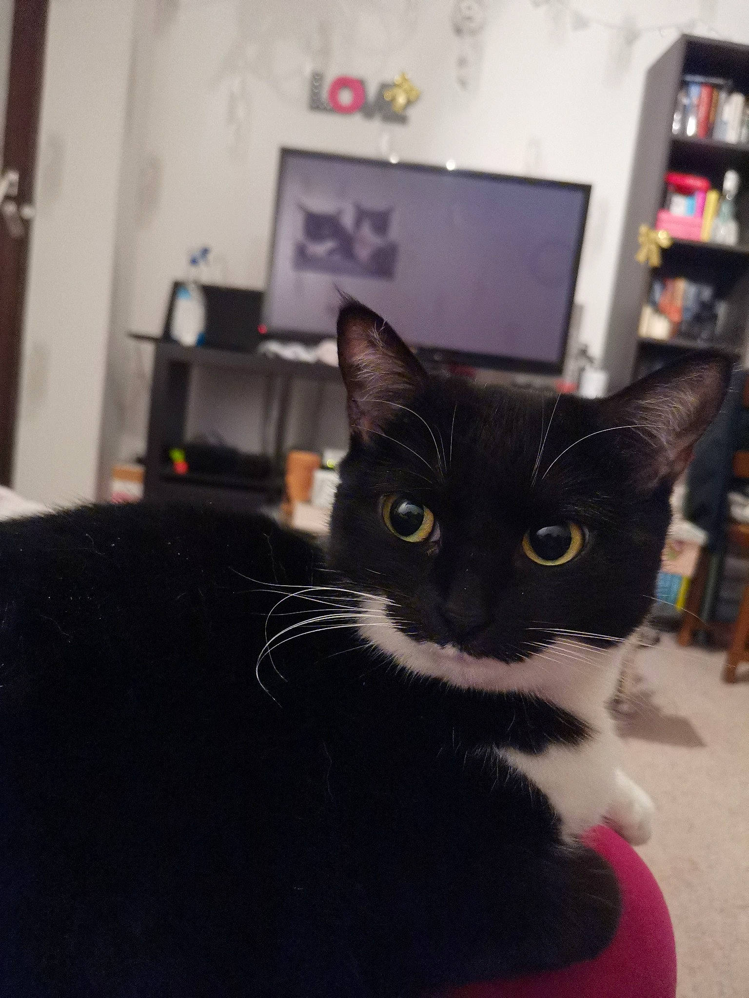 Noisette a rejoint le concours — aidez-le/la à gagner de superbes lots ! asian, black, black_and_white, black_cat, bombay, carnivore, cat, domestic_short_haired_cat, ear, european_shorthair, eye, felidae, fur, kitten, polydactyl_cat, small_to_medium_sized_cats, snout, whiskers