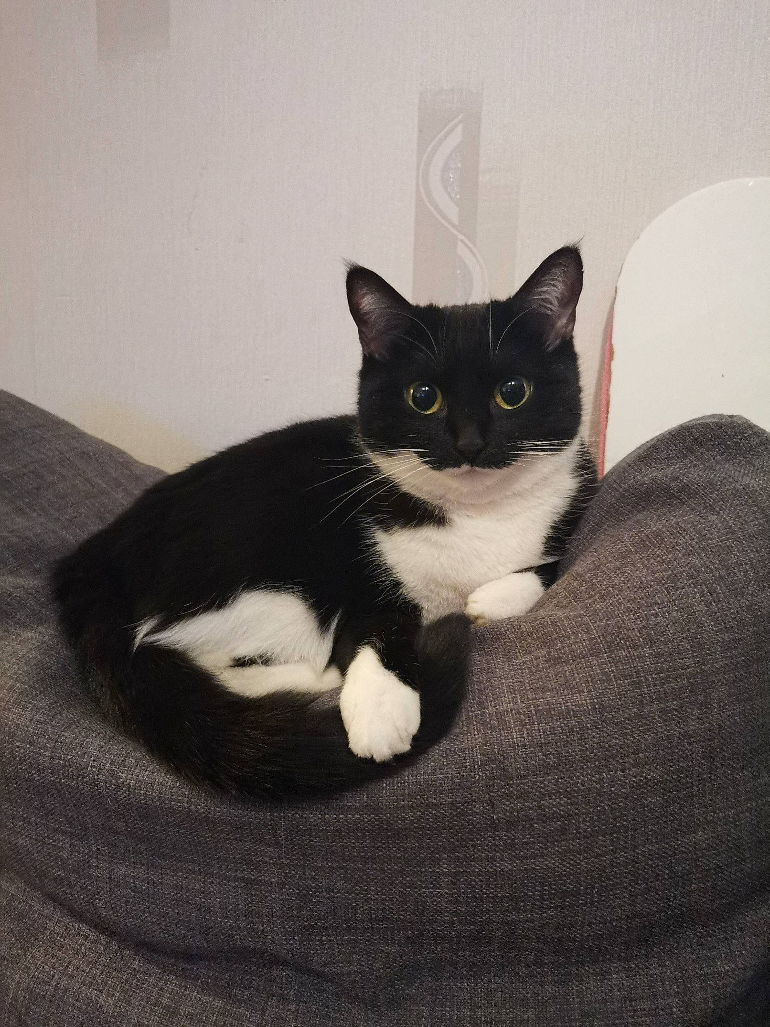 Noisette a rejoint le concours — aidez-le/la à gagner de superbes lots ! american_wirehair, asian, black, black_and_white, black_cat, carnivore, cat, domestic_short_haired_cat, european_shorthair, eye, felidae, fur, kitten, mammal, polydactyl_cat, small_to_medium_sized_cats, tail, whiskers