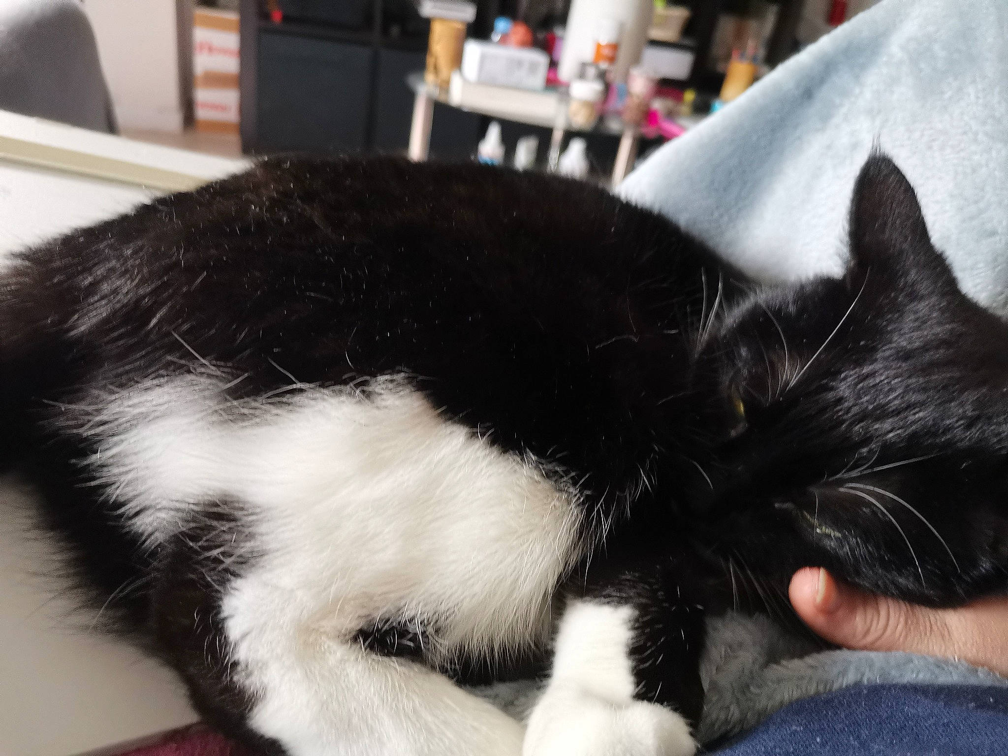 Noisette a rejoint le concours — aidez-le/la à gagner de superbes lots ! asian, black_and_white, black_cat, carnivore, cat, claw, domestic_long_haired_cat, domestic_short_haired_cat, ear, felidae, fur, kitten, nap, paw, polydactyl_cat, small_to_medium_sized_cats, tail, whiskers