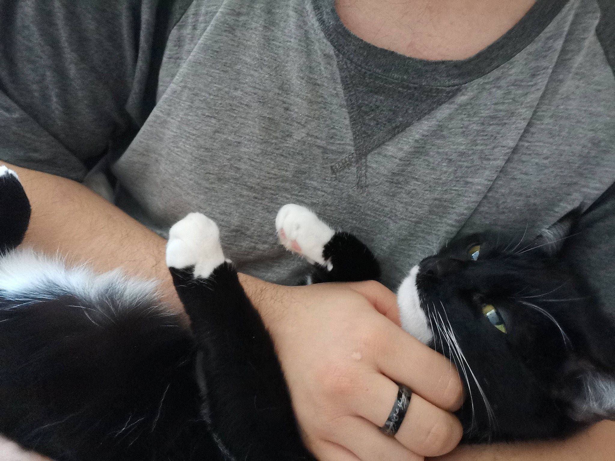 Noisette a rejoint le concours — aidez-le/la à gagner de superbes lots ! arm, black_hair, claw, ear, finger, fur, glove, hand, nail, skin, thumb, wrist