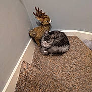 Misty is registered to the contest to win money with this photo: cat, gray_cat, carpet, stair, corner, wall, decorative_reindeer, stuffed_animal, indoor, pet, fur, whiskers, animal, relaxed, looking, cozy, home, quiet, cute, small