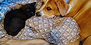 Nikita joined the competition — help win amazing prizes! dog, cat, kitten, bed, bedding, blanket, animal, pet, resting, indoor, friendship, brown_dog, black_cat, lying_down, cute, cozy, collar, fur, sleeping, patterned_fabric