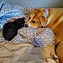 dog, cat, kitten, bed, bedding, blanket, animal, pet, resting, indoor, friendship, brown_dog, black_cat, lying_down, cute, cozy, collar, fur, sleeping, patterned_fabric