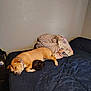 Nikita is registered to the contest to win money with this photo: dog, cat, bed, blanket, sleeping, pet, indoor, animal, resting, snuggling, furniture, nightstand, collar, dark_blue, tan, black, quiet, peaceful, room, cozy