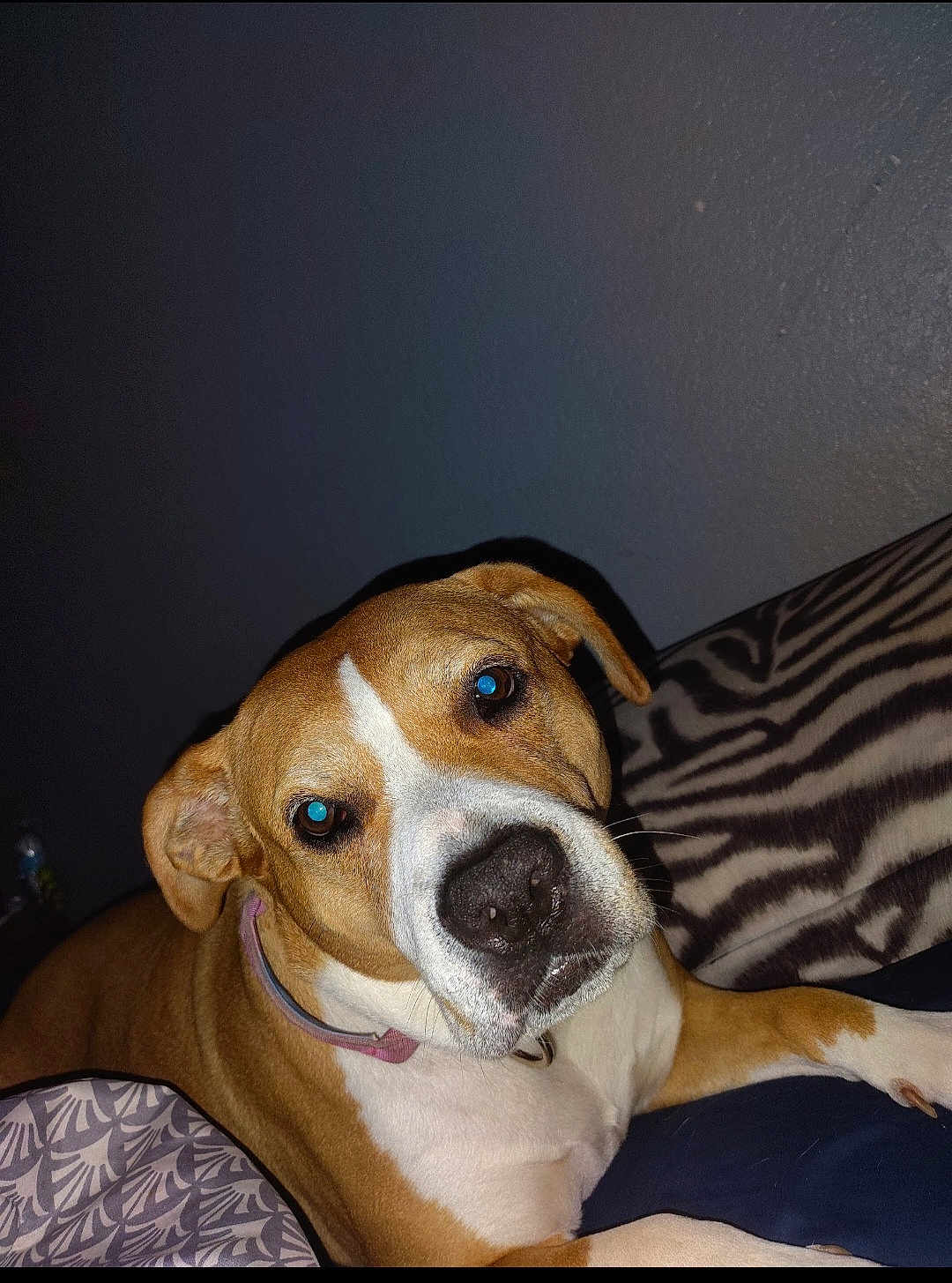 Nikita