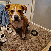 Nikita joined the competition — help win amazing prizes! dog, brown_and_white, carpet, indoor, shoes, laundry_basket, toy, door, wall, pet, animal, floor, collar, curious, chewed_toy, domestic, attention, quiet, home, canine