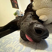 Nero is registered to the contest to win money with this photo: dog, sleeping, black_dog, tongue_out, stuffed_animal, bedspread, indoor, close_up, cute, pet, cozy, resting, animal, companion, fluffy, home, furniture, painting, relaxed, snout